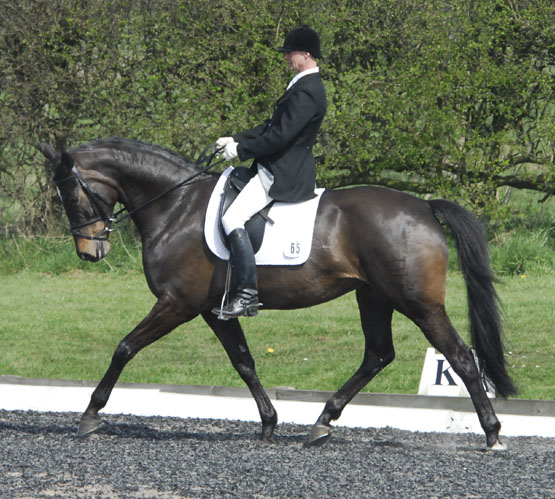 Dressage Horses