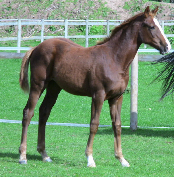 Sport Horse Foal