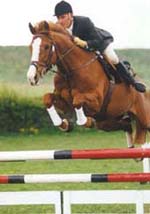 Grade A Show Jumping Stallion