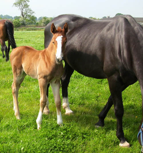 Breeding Stallion For Sale - High Offley Stud