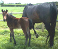 Promising Young Showjumper For sale