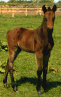 Homebred Foal - Arturo's Catch