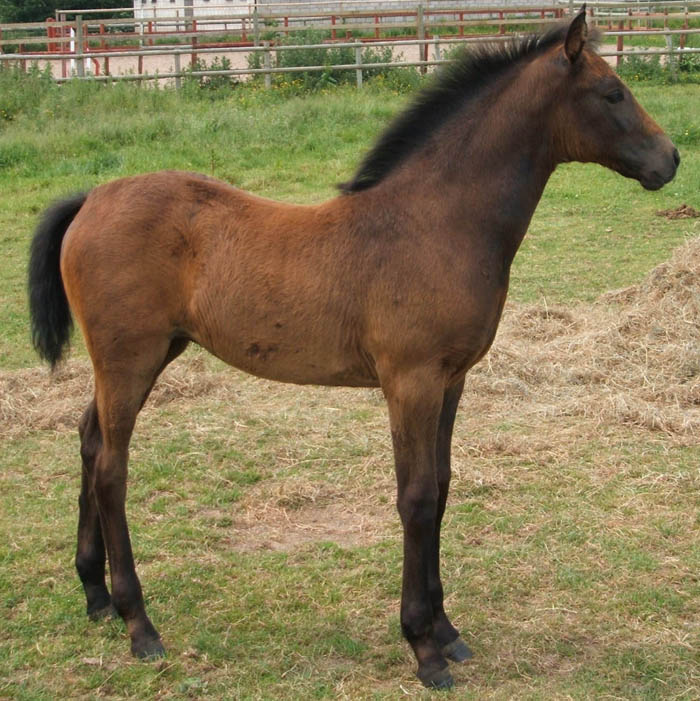 Showjumping Foal