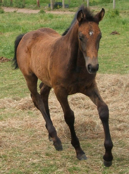 Atruro 8 x Laramee - Home bred Sport Horse                                                                                                                                                                                                                     