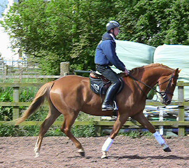 Chestnut Mare Jumping