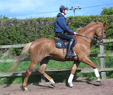Sport Horse - Dressage & Showjumper                                                                                                                                                                                                                            