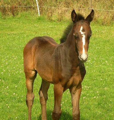 Foal For Sale