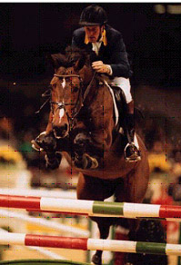 Zandor Z - Show Jumping Stallion