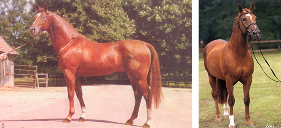 Zeus - Selle Francais Stallion