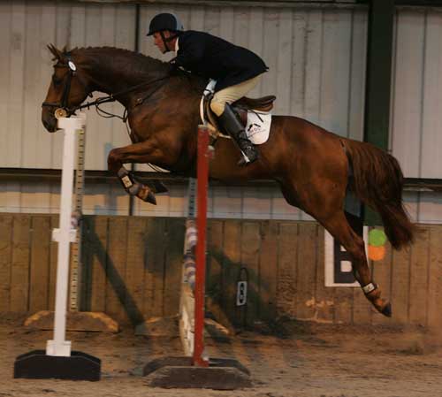 Show Jumper For Sale Europe