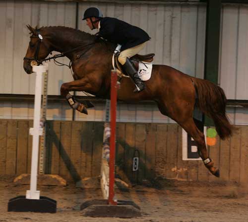 Future Dressage or Showjumper 