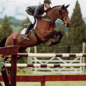 Jadorijke - KWPN Showjumper