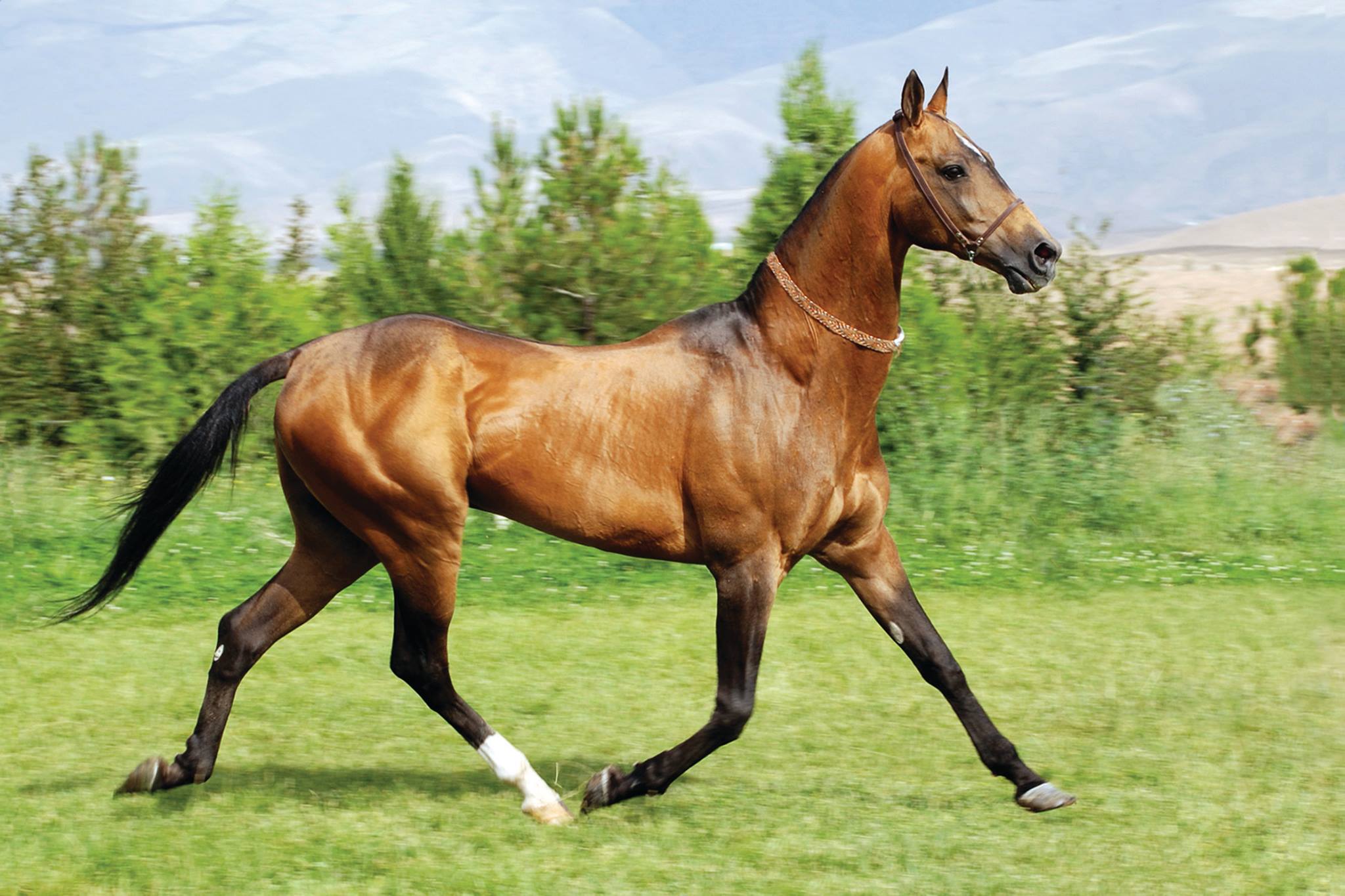 Akhal-Teke Horses