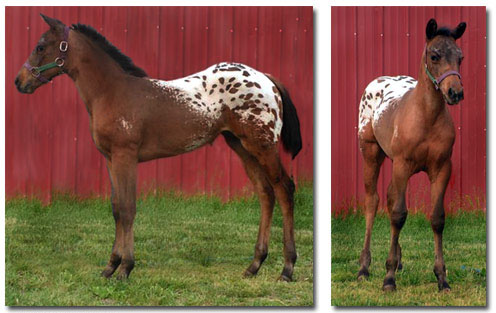 Appaloosa Horse Breeders / Appaloosa Foals