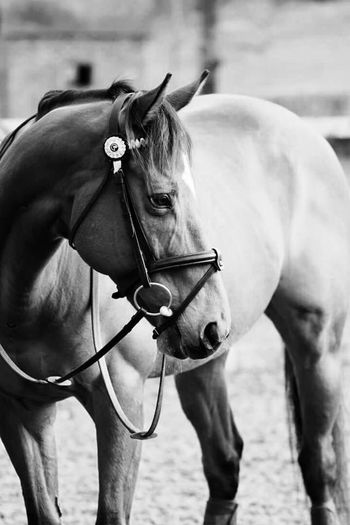 "The winner of our January 2016 Cover PHoto Competition

Black and white photo of exracer Danish Blues (IRE) who is now retrained for dressage sent in by Racecourse to Dressagehorse - https://www.facebook.com/racecoursetodressagehorse/"