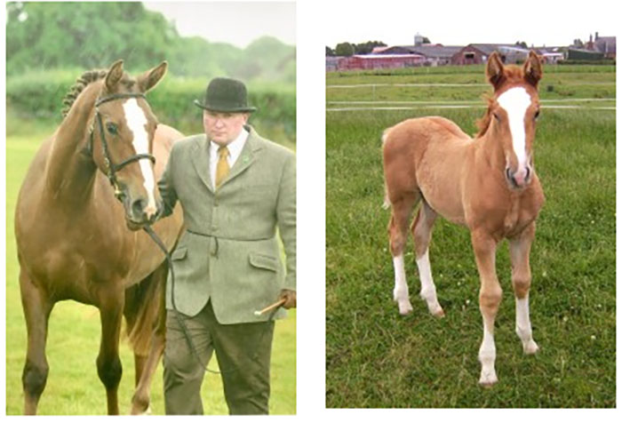 Irish Draught Horses / Irish Draft Horses