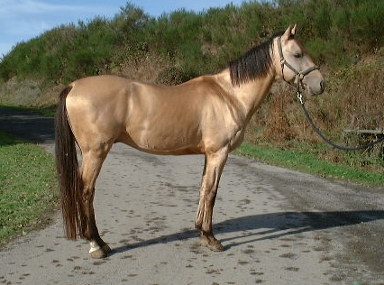 MYR - Akhal Teke Stallion