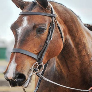 Arturo`s Whisker - Show Horse